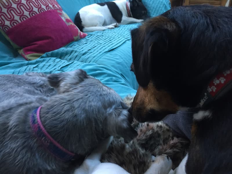 Two dogs nose to nose over a toy on a turquoise bed, a third dog resting behind