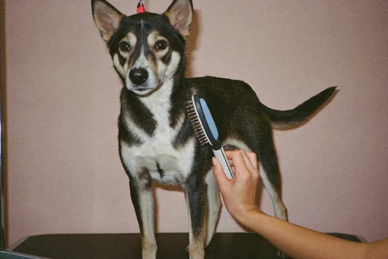 A dog standing on a grooming table being brushed out