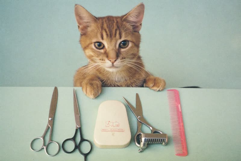 Grooming scissors, brush, comb and clippers laid out on a pastel surface