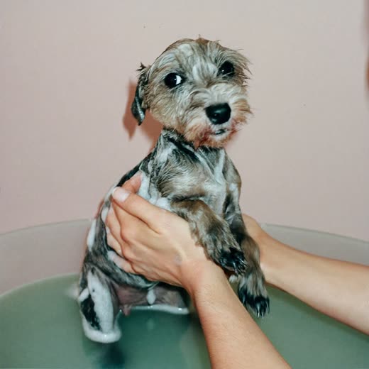 A small dog being bathed in a grooming tub