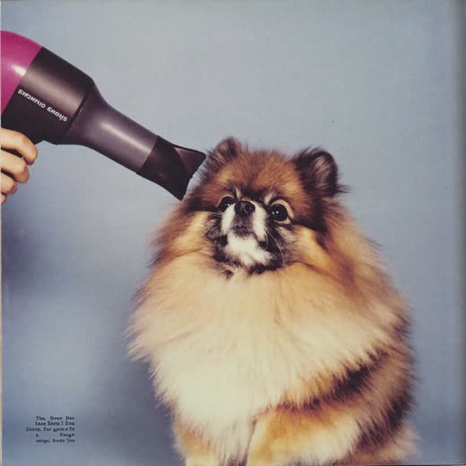 A dog being blow-dried after a bath