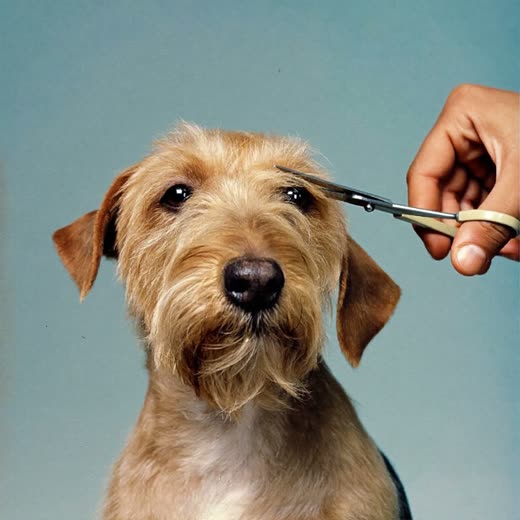 A terrier having its face trimmed with grooming scissors