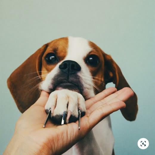 A dog's paw held for nail clipping