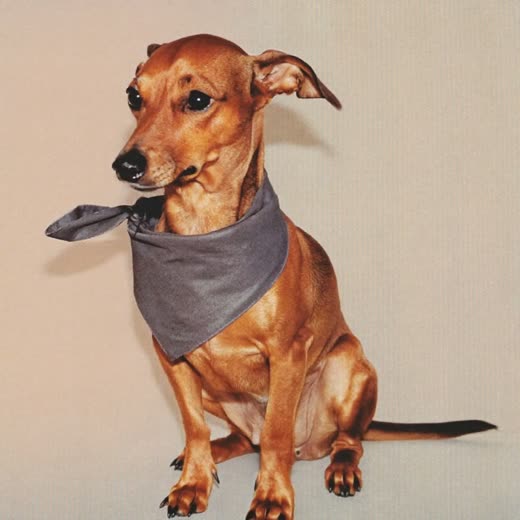 A freshly groomed dog with a plain bandana, coat brushed and glossy